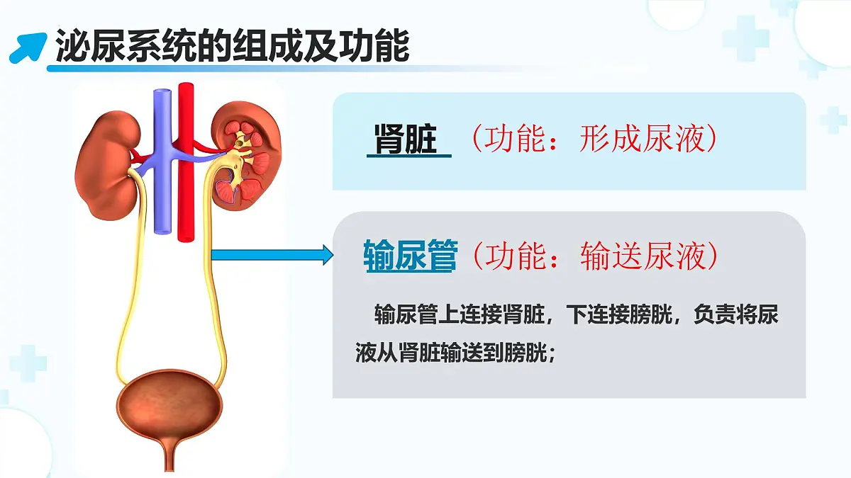 3.2.2 尿液的形成和排出 （第1课时) 2025学年七年级生物下册（北京版2024） 课件第5页