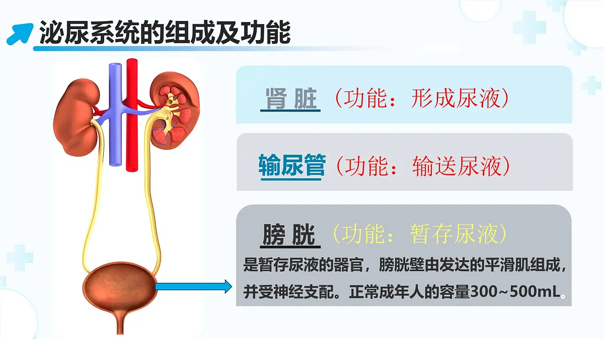 3.2.2 尿液的形成和排出 （第1课时) 2025学年七年级生物下册（北京版2024） 课件第6页