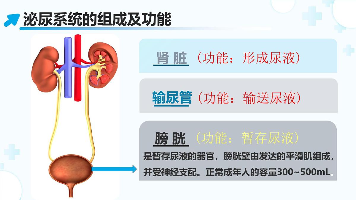 3.2.2 尿液的形成和排出 （第1课时) 2025学年七年级生物下册（北京版2024） 课件第6页