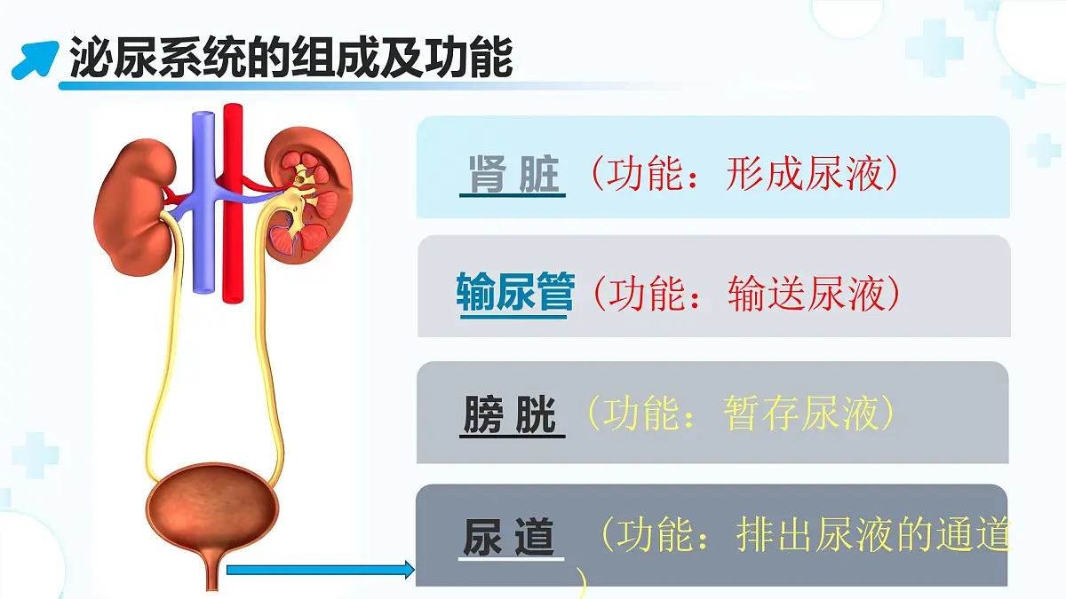 3.2.2 尿液的形成和排出 （第1课时) 2025学年七年级生物下册（北京版2024） 课件第7页