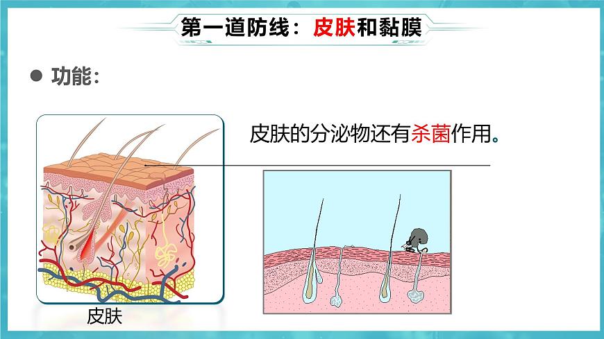 8.1.2 免疫与计划免疫 2025学年八年级生物下册 课件（人教版）第6页