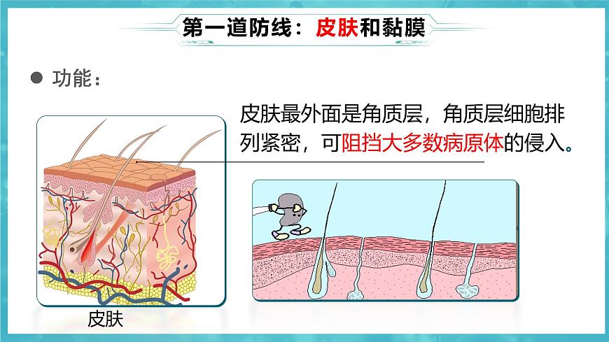 8.1.2 免疫与计划免疫 2025学年八年级生物下册 课件（人教版）第7页