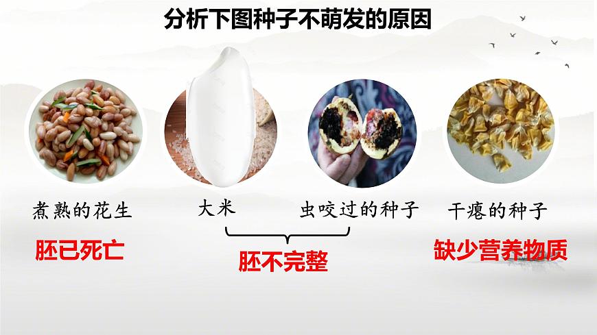 初中生物人教版（2024）七年级下册3.1.1 种子的萌发(共2课时） 课件第5页