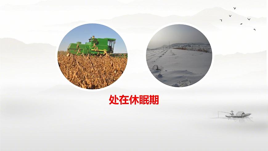 初中生物人教版（2024）七年级下册3.1.1 种子的萌发(共2课时） 课件第6页