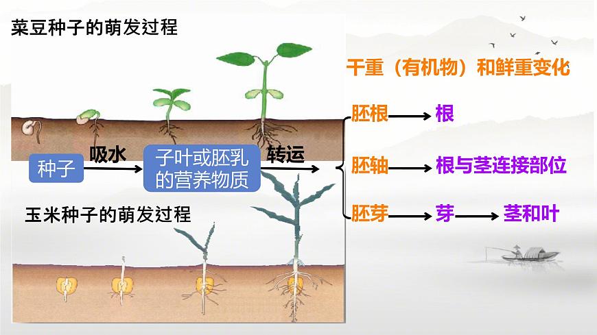 初中生物人教版（2024）七年级下册3.1.1 种子的萌发(共2课时） 课件第8页