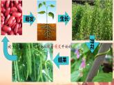 初中生物人教版（2024）七年級下冊3.1.1 種子的萌發(fā) 課件
