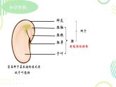 初中生物人教版（2024）七年級(jí)下冊(cè)3.1.1 種子的萌發(fā) 課件