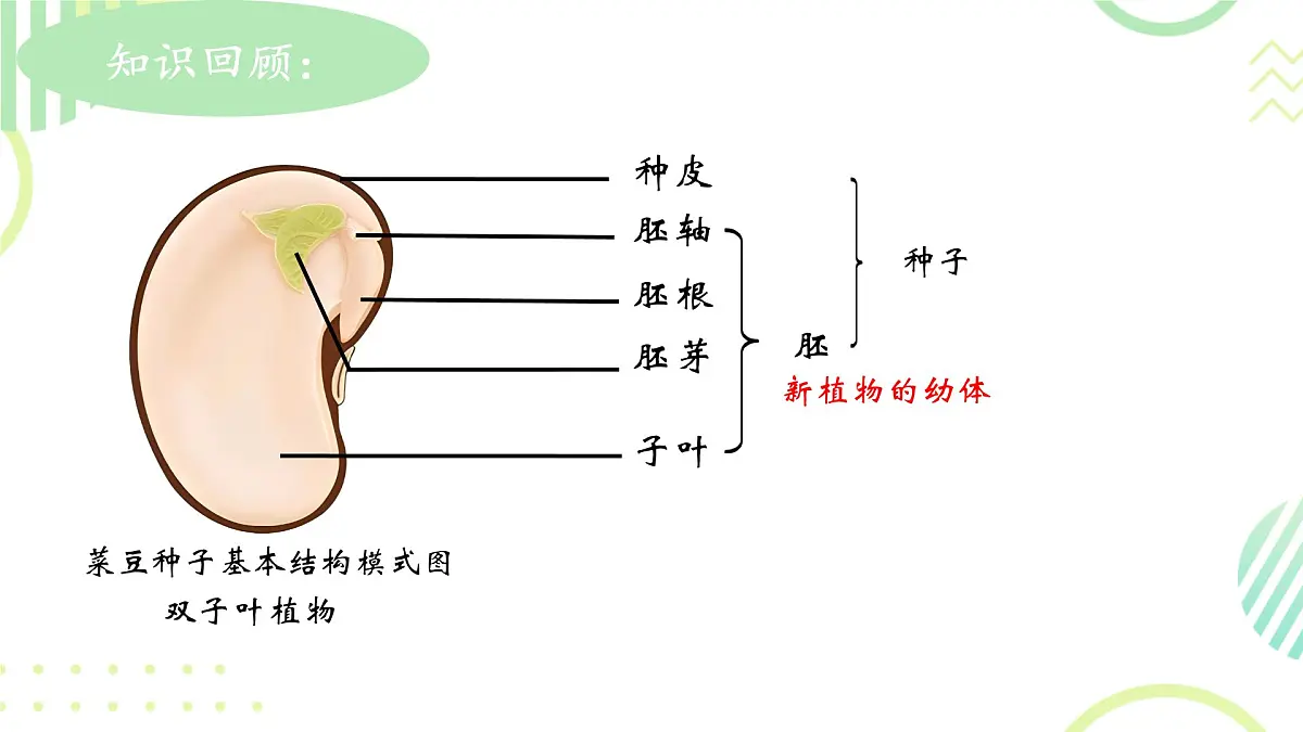 初中生物人教版（2024）七年级下册3.1.1 种子的萌发 课件第2页