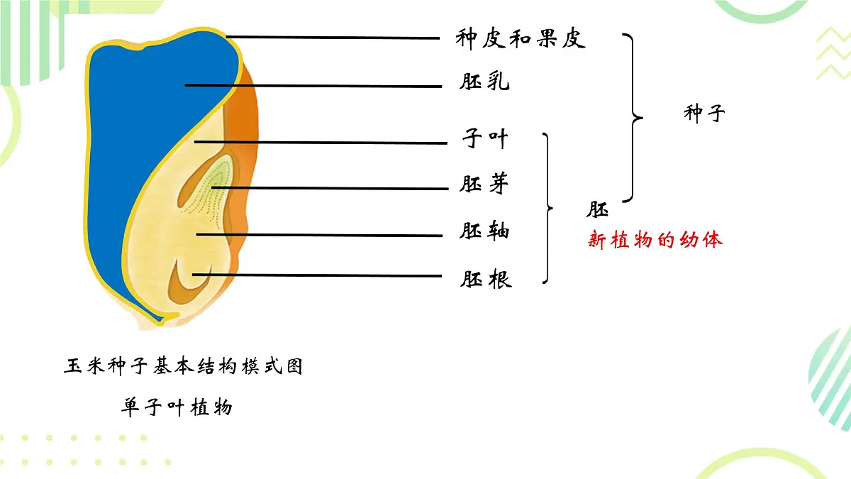 初中生物人教版（2024）七年级下册3.1.1 种子的萌发 课件第3页