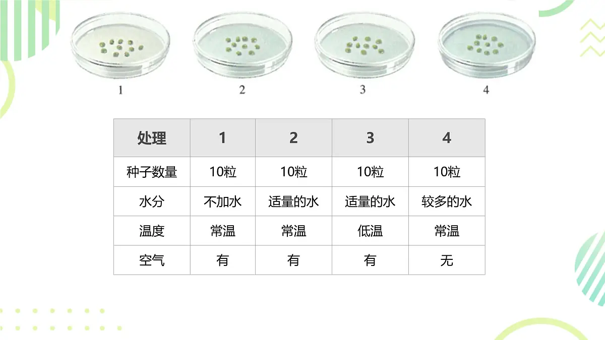 初中生物人教版（2024）七年级下册3.1.1 种子的萌发 课件第6页