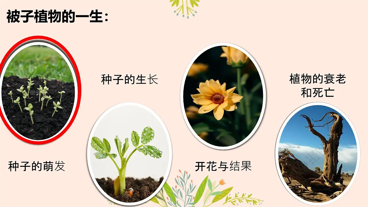 初中生物人教版（2024）七年级下册3.1.1 种子的萌发 课件第4页