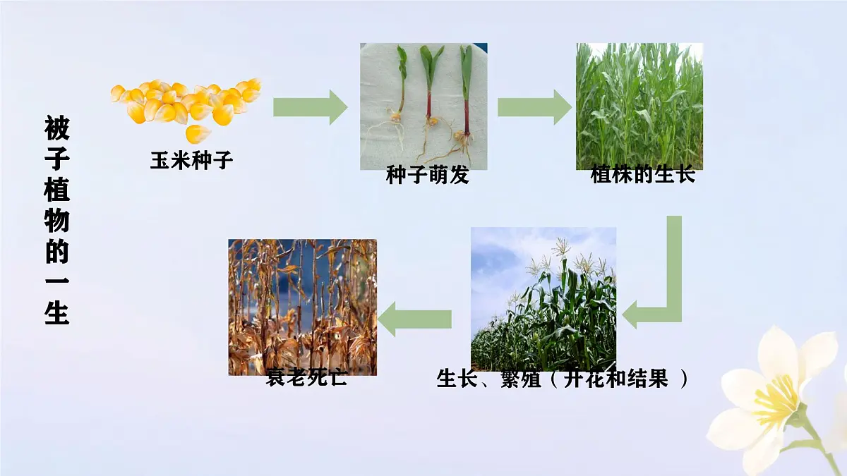初中生物人教版（2024）七年级下册3.1.1 种子的萌发 课件第2页