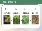 初中生物人教版（2024）七年級下冊3.1.1 種子的萌發(fā) 課件