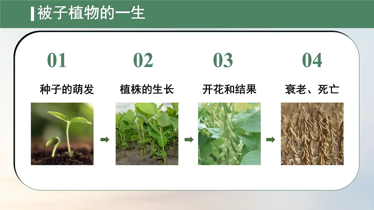 初中生物人教版（2024）七年级下册3.1.1 种子的萌发 课件第2页