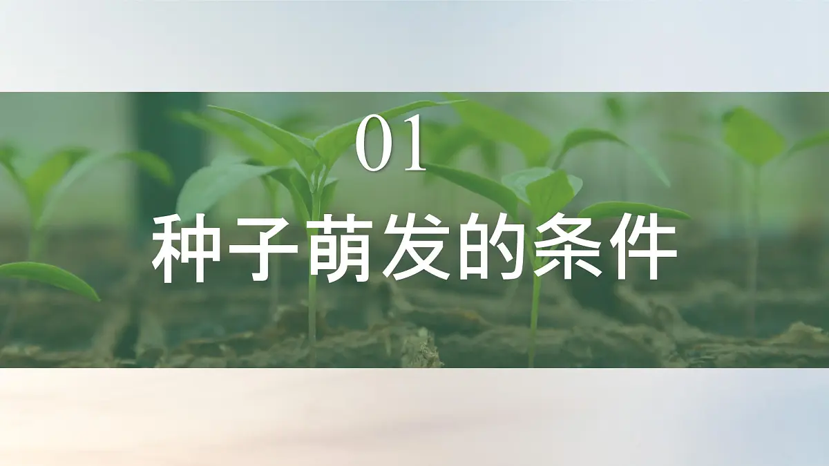 初中生物人教版（2024）七年级下册3.1.1 种子的萌发 课件第5页