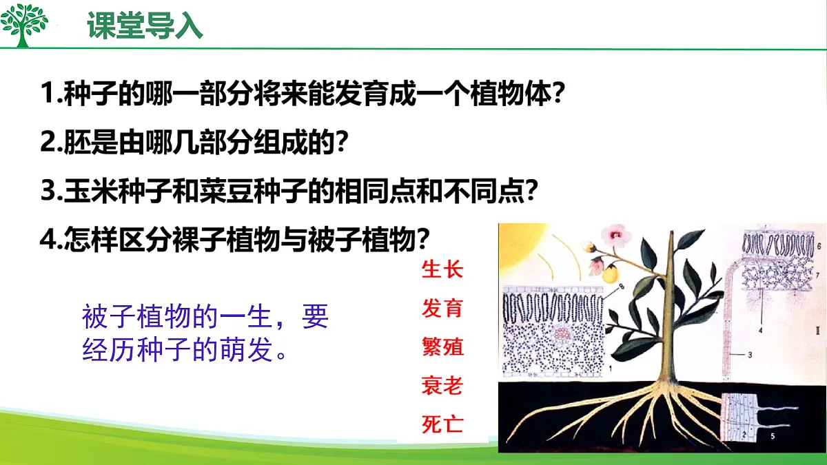初中生物人教版（2024）七年级下册3.1.1 种子的萌发 课件第2页