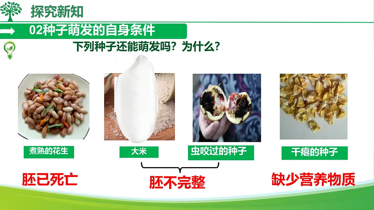 初中生物人教版（2024）七年级下册3.1.1 种子的萌发 课件第7页