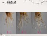 初中 生物 人教版（2024）七年级下册3.1.2 植株的生长 课件