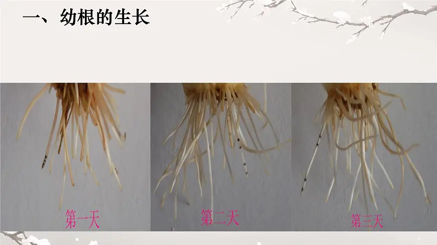 初中 生物 人教版（2024）七年级下册3.1.2 植株的生长 课件第4页