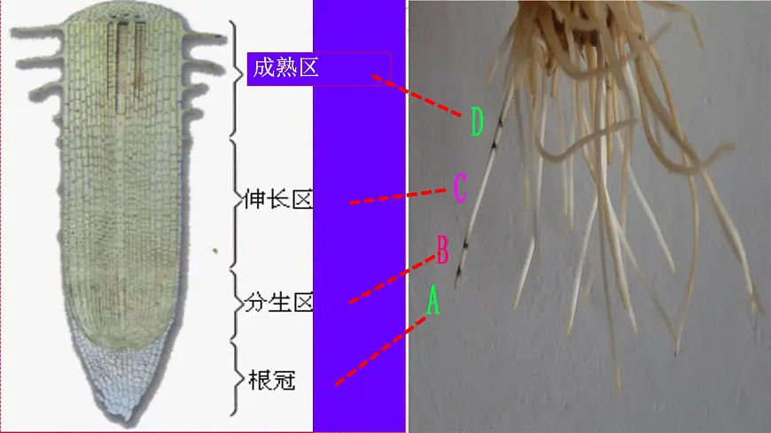 初中 生物 人教版（2024）七年级下册3.1.2 植株的生长 课件第5页
