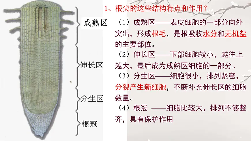 初中 生物 人教版（2024）七年级下册3.1.2 植株的生长 课件第6页