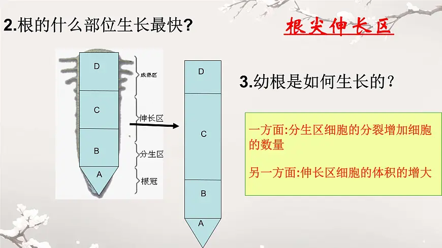 初中 生物 人教版（2024）七年级下册3.1.2 植株的生长 课件第7页