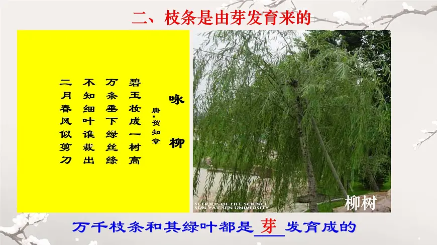 初中 生物 人教版（2024）七年级下册3.1.2 植株的生长 课件第8页
