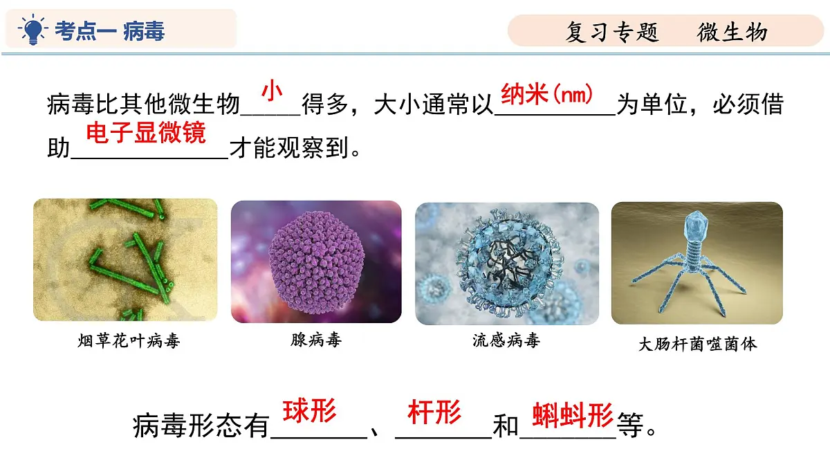 第9章 微生物（复习课件 2025学年七年级生物下学期期中考点大串讲（苏科版2024）第4页