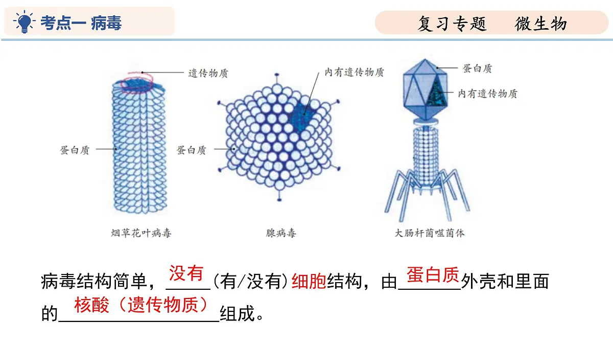 第9章 微生物（复习课件 2025学年七年级生物下学期期中考点大串讲（苏科版2024）第5页