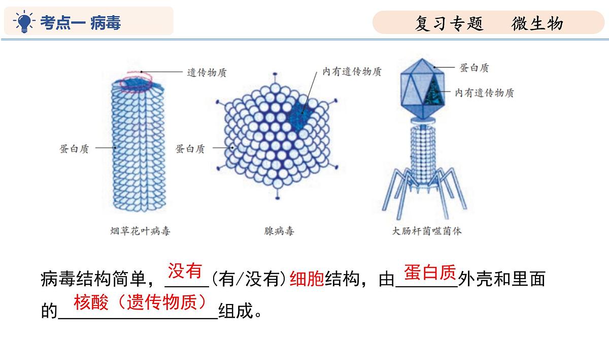 第9章 微生物（复习课件 2025学年七年级生物下学期期中考点大串讲（苏科版2024）第5页