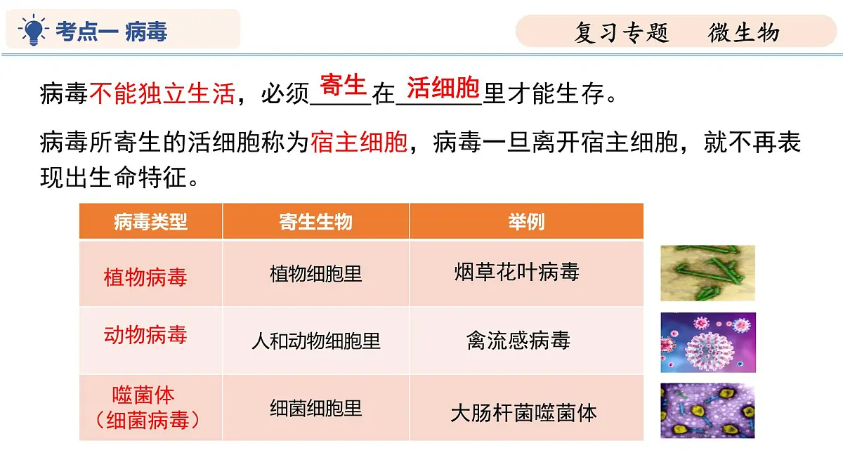 第9章 微生物（复习课件 2025学年七年级生物下学期期中考点大串讲（苏科版2024）第6页