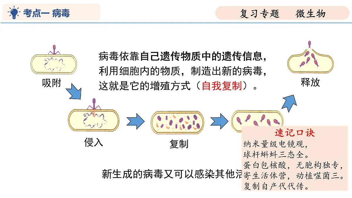 第9章 微生物（复习课件 2025学年七年级生物下学期期中考点大串讲（苏科版2024）第7页