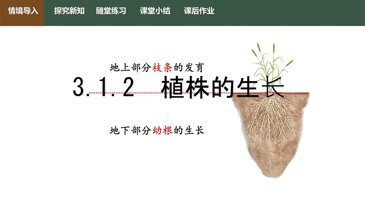 初中生物人教版（2024）七年级下册3.1.2 植株的生长 课件第1页