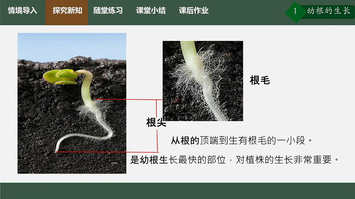 初中生物人教版（2024）七年级下册3.1.2 植株的生长 课件第3页