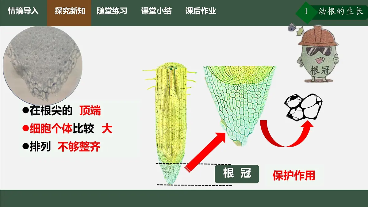 初中生物人教版（2024）七年级下册3.1.2 植株的生长 课件第5页
