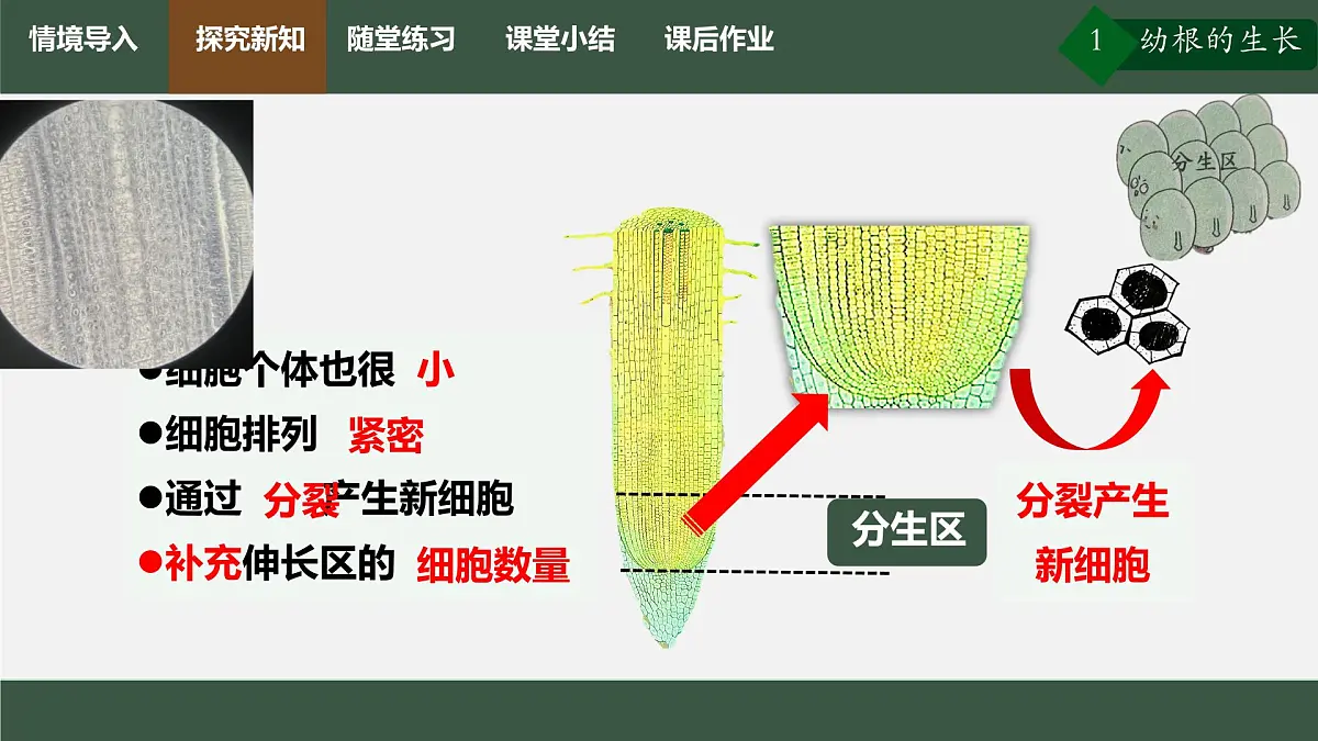 初中生物人教版（2024）七年级下册3.1.2 植株的生长 课件第6页