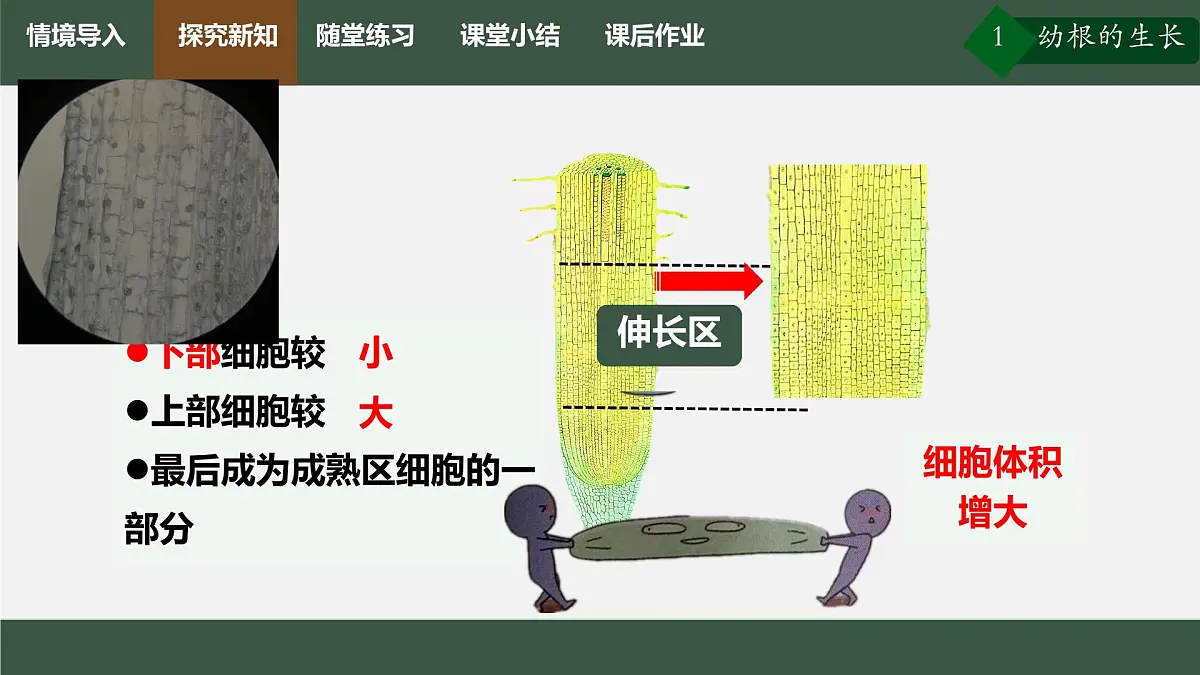 初中生物人教版（2024）七年级下册3.1.2 植株的生长 课件第7页