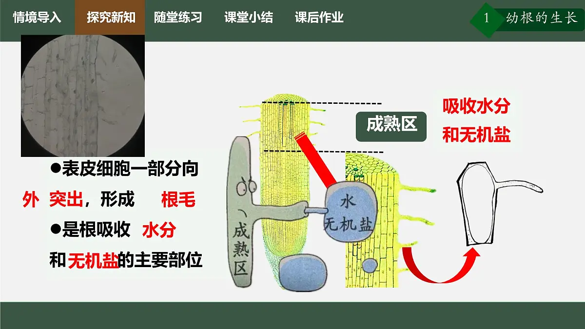 初中生物人教版（2024）七年级下册3.1.2 植株的生长 课件第8页