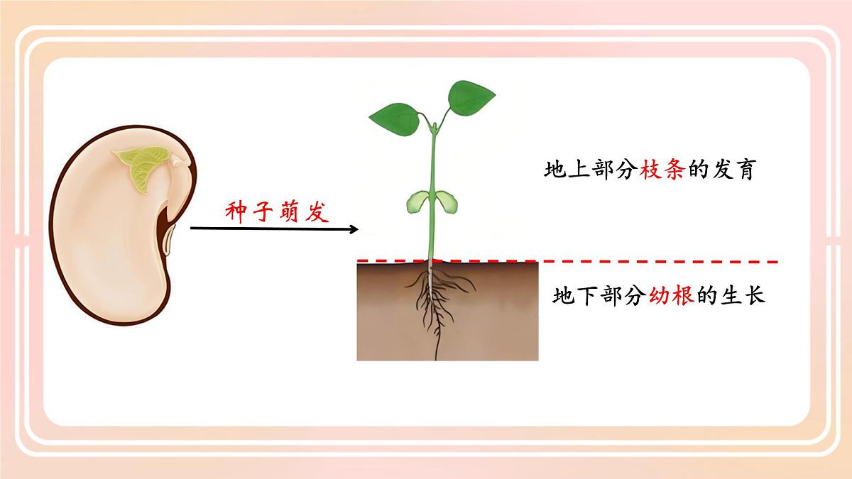 初中生物人教版（2024）七年级下册3.1.2 植株的生长 课件第2页