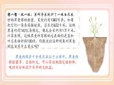 初中生物人教版（2024）七年級(jí)下冊(cè)3.1.2 植株的生長(zhǎng) 課件