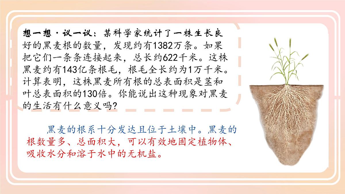 初中生物人教版（2024）七年级下册3.1.2 植株的生长 课件第3页