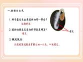 初中生物人教版（2024）七年級(jí)下冊(cè)3.1.2 植株的生長(zhǎng) 課件