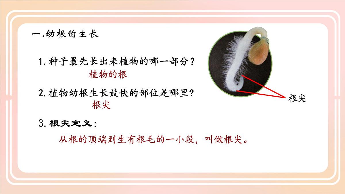 初中生物人教版（2024）七年级下册3.1.2 植株的生长 课件第5页