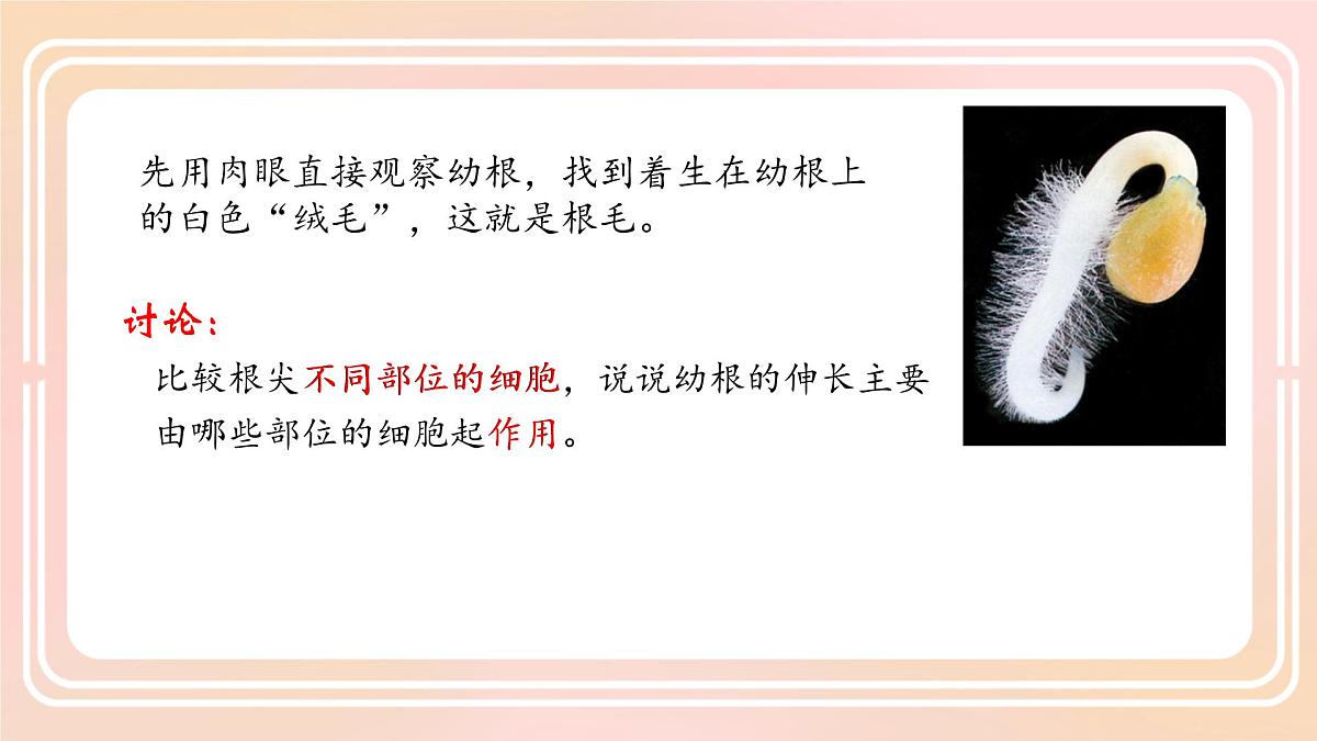 初中生物人教版（2024）七年级下册3.1.2 植株的生长 课件第6页