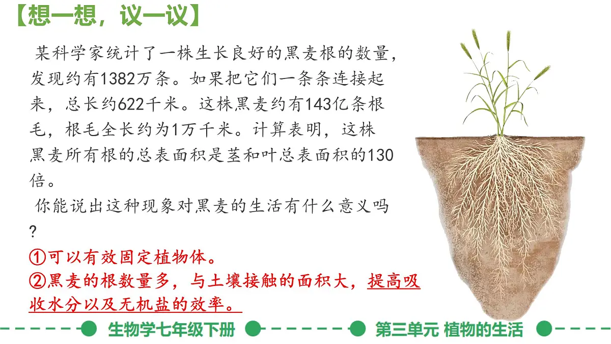 初中生物人教版（2024）七年级下册3.1.2 植株的生长 课件第2页