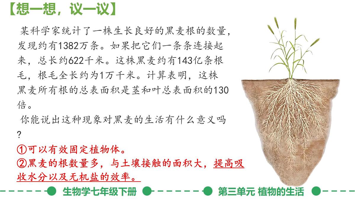 初中生物人教版（2024）七年级下册3.1.2 植株的生长 课件第2页