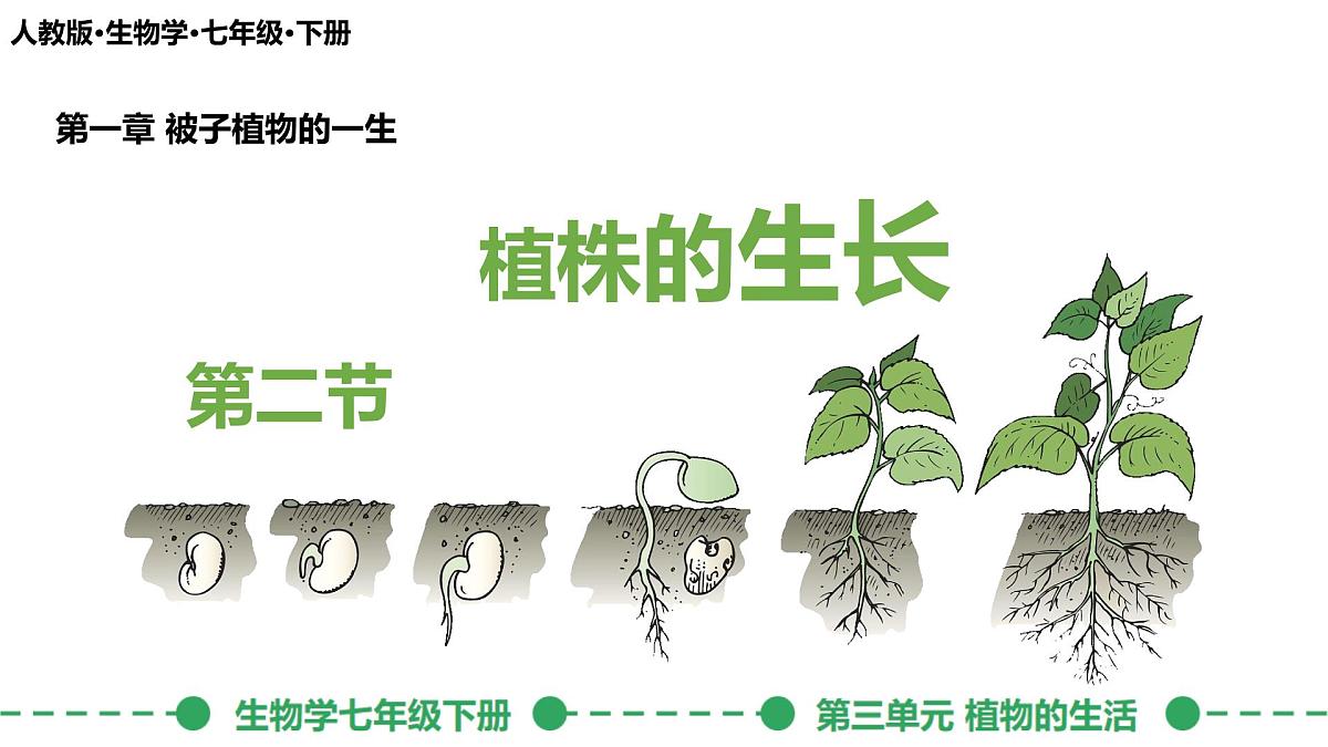 初中生物人教版（2024）七年级下册3.1.2 植株的生长 课件第3页