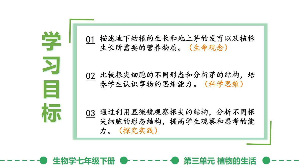 初中生物人教版（2024）七年级下册3.1.2 植株的生长 课件第4页