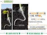 初中生物人教版（2024）七年級下冊3.1.2 植株的生長 課件