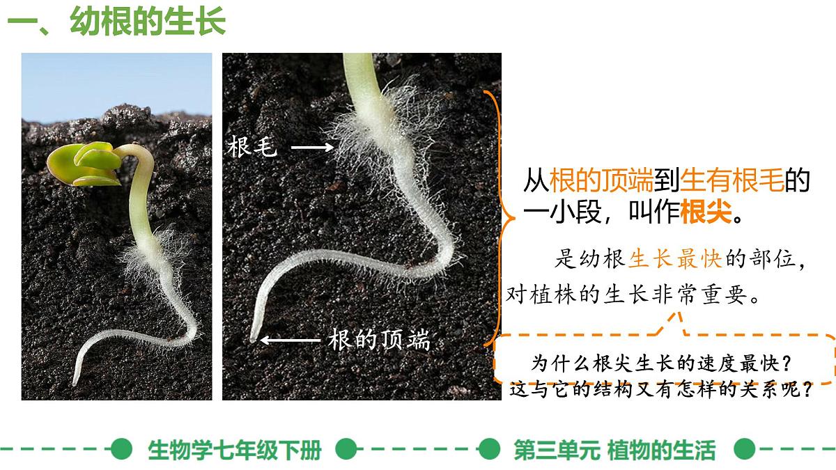 初中生物人教版（2024）七年级下册3.1.2 植株的生长 课件第5页
